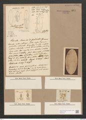 Navicula mutica Kuetz. (de-Toni-Nr.: Genus 1, Species 397) Zeichnungen Sammlung Grunow Nr. 891 (NHMW-BOT-W0367344)